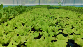 Hydroponic Seedlings