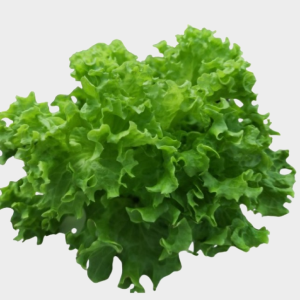 Lollo Bionda Lettuce