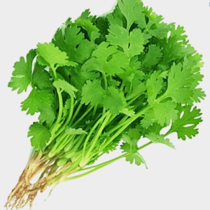 Coriander